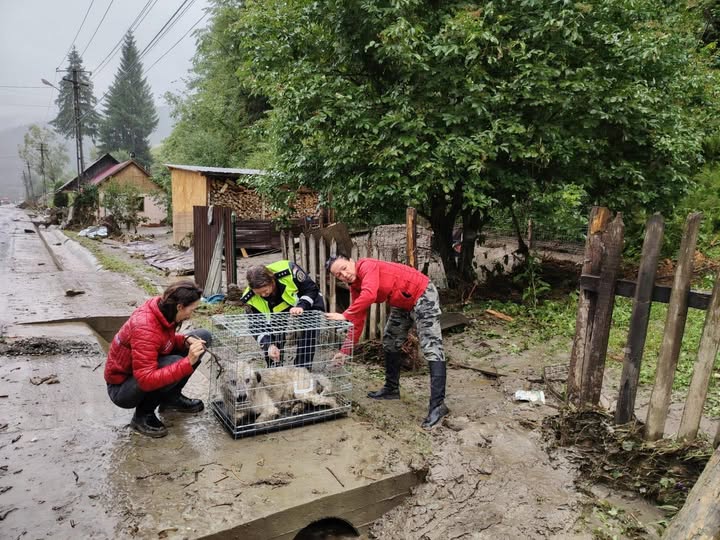 Intervenții pentru salvarea animalelor în zonele afectate de inundații din Broșteni
