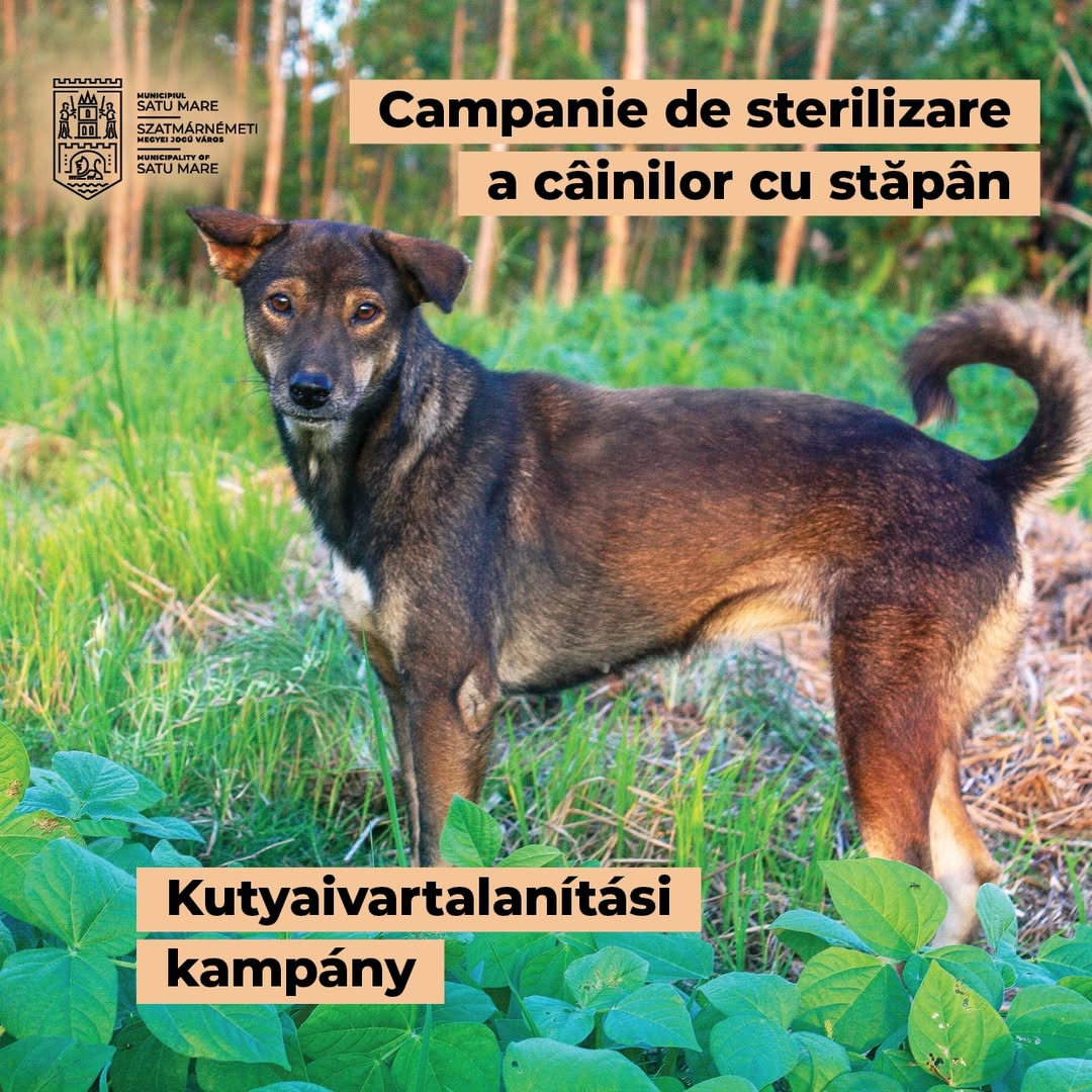 Un an de la lansarea campaniei de sterilizare a câinilor cu stăpân