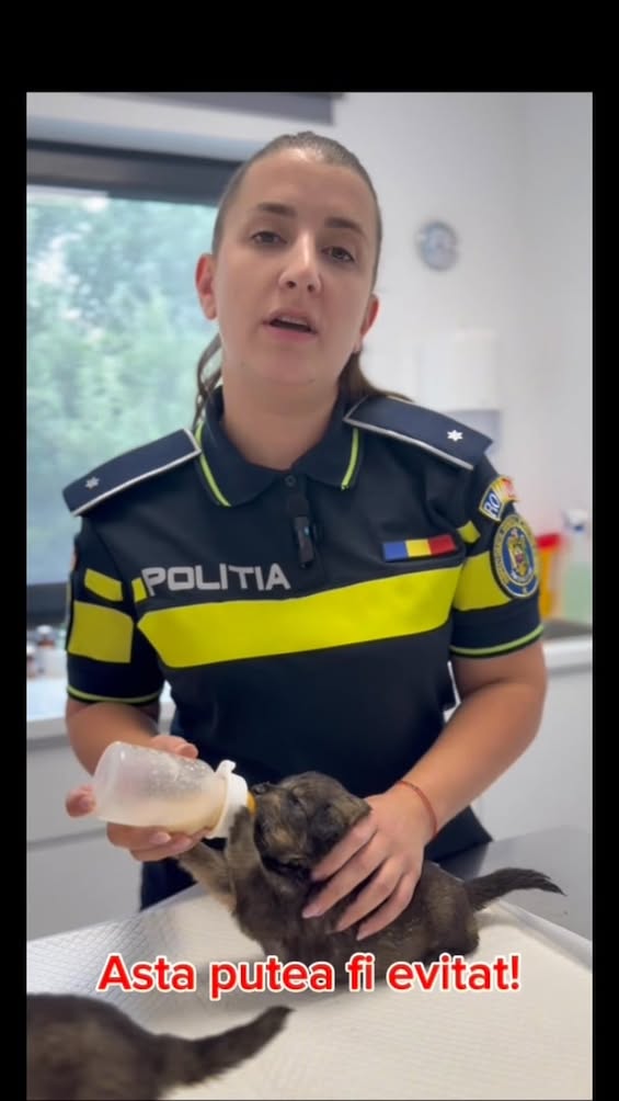 un animal de companie nu este doar o alegere