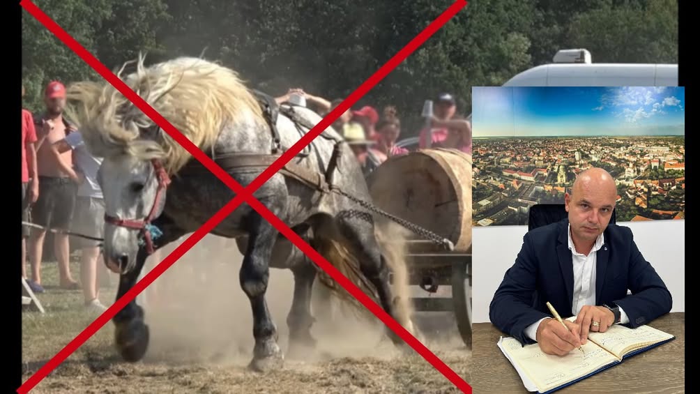 Decizie importantă privind organizarea expozițiilor și concursurilor ecvestre în Satu Mare