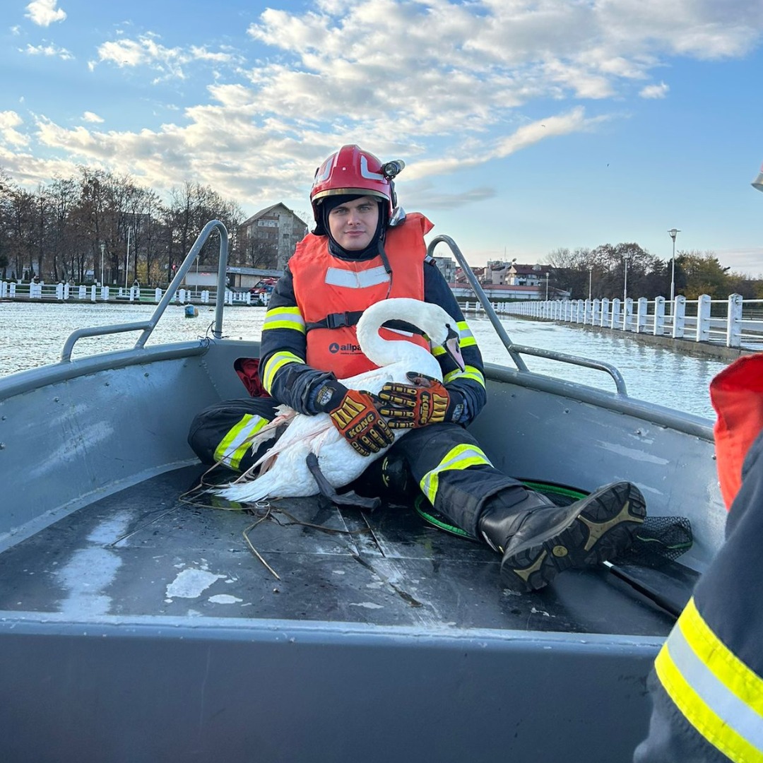 Pompieri din Bacău au salvat o lebădă rănită pe lacul din Insula de Agrement