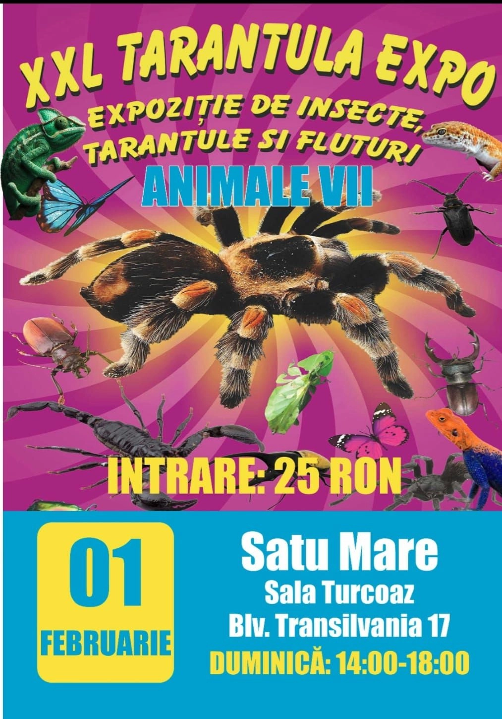 Expozitie de insecte, tarantule, si fluturi | Sala Turcoaz